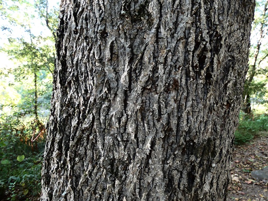 {Carya cordiformis}